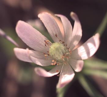 Southern Anemone