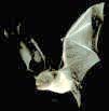 Little Brown Bat