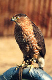 Cooper's Hawk