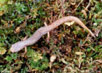Four-Toed Salamander