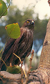Sharp-Shinned Hawk