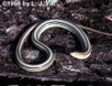 Slender Glass Lizard